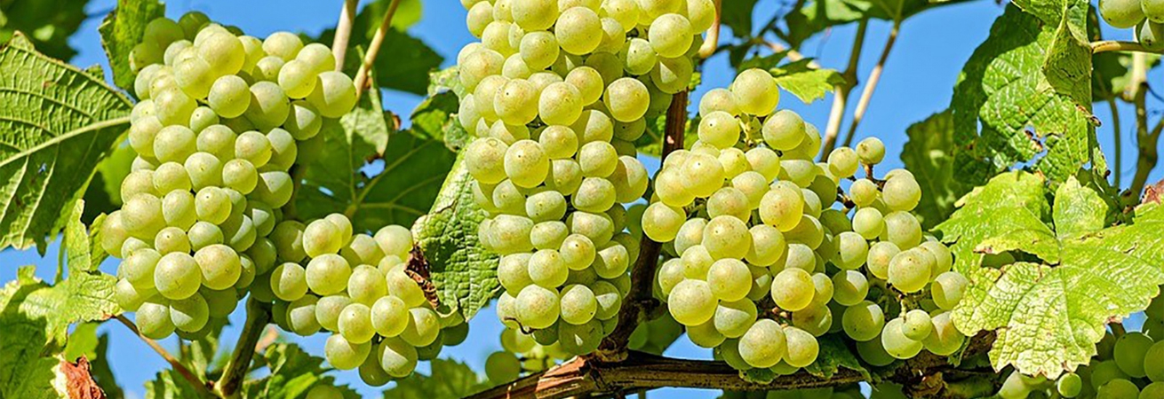 Ставропольские виноградари продолжают весенне-полевые работы